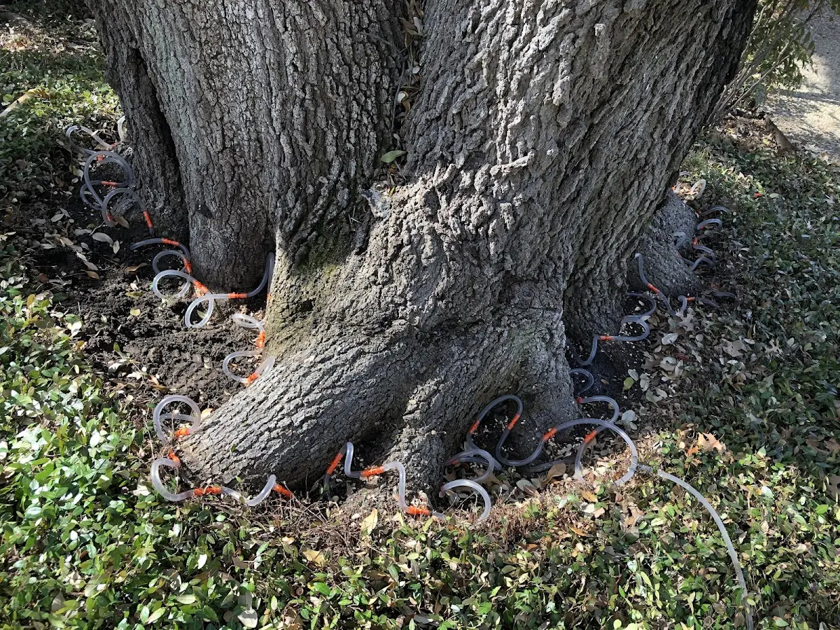 Detailed Tree Cabling and Bracing job site in Bend