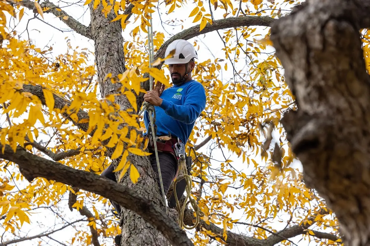 Skilled Tree Transplanting crew working in Bend